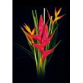 Exotic Bouquets - Heliconia Splash